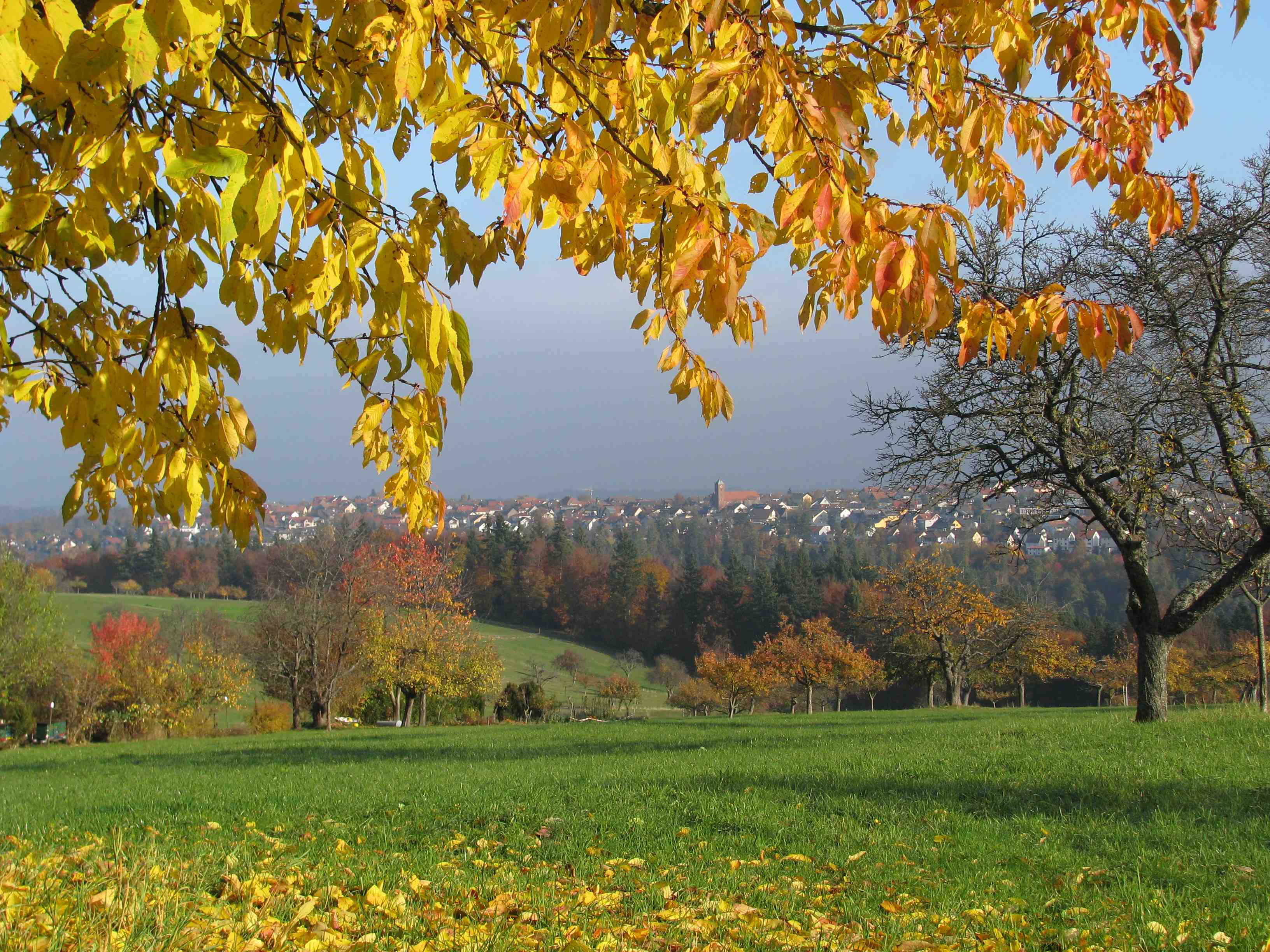 Wiese im Herbst