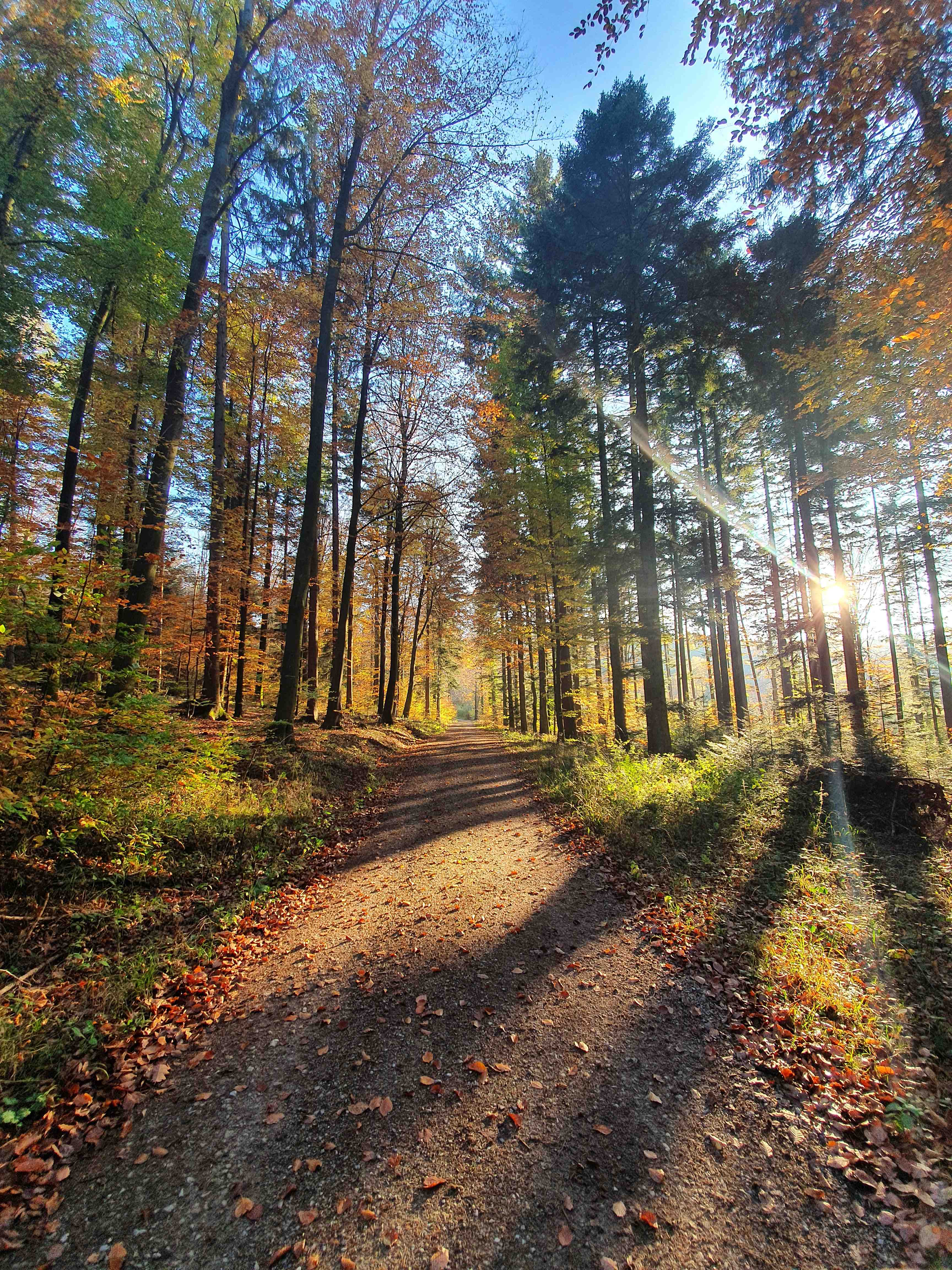 Waldweg1